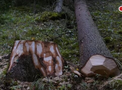 Investigație Recorder: Ce se ascunde în spatele atacurilor din pădurile Bucovinei
