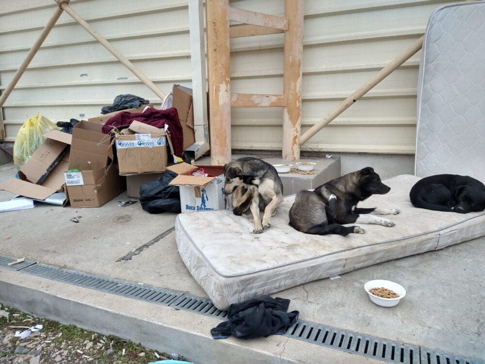 O problemă nerezolvată: ce se întâmplă cu animalele refugiaților din Ucraina. Foto Mihail Bodor