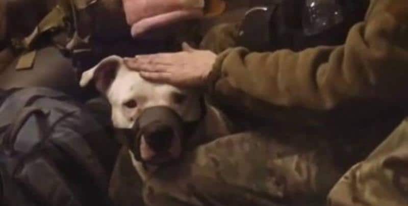 Ucraina a anunțat că a obținut și eliberarea lui Adik, câinele eroilor de la uzina Azovstal, din captivitatea rusească