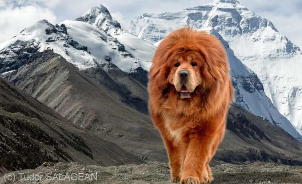 Cel mai frumos Mastiff Tibetan din lume trăiește în România