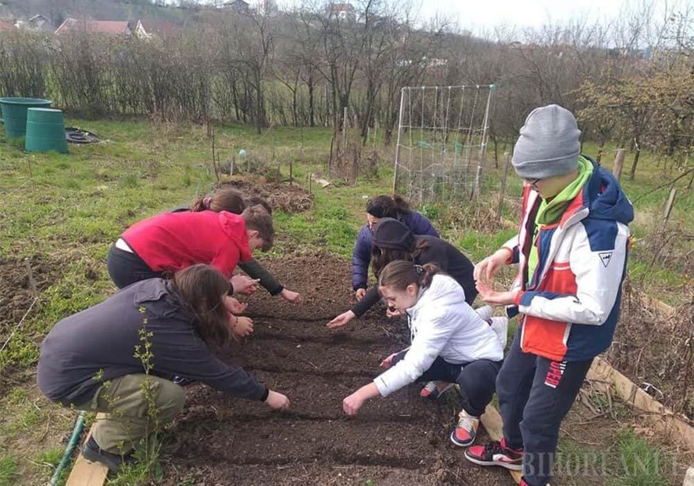 Grădina comunitară din Oradea, locul unde oricine pot învăța agricultură sustenabilă