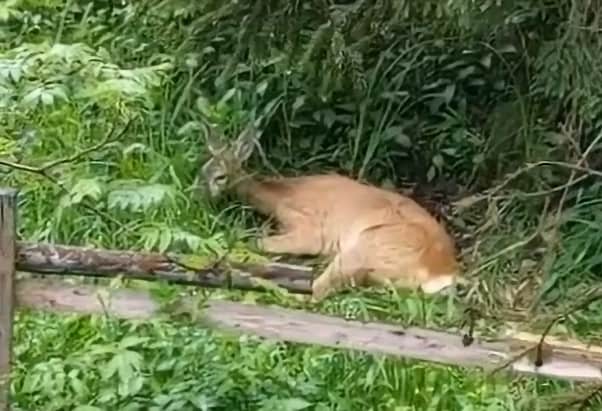 O căprioară rănită a fost găsită în spatele unei pensiuni și avea lângă ea doi pui morți, au anunțat autoritățile.