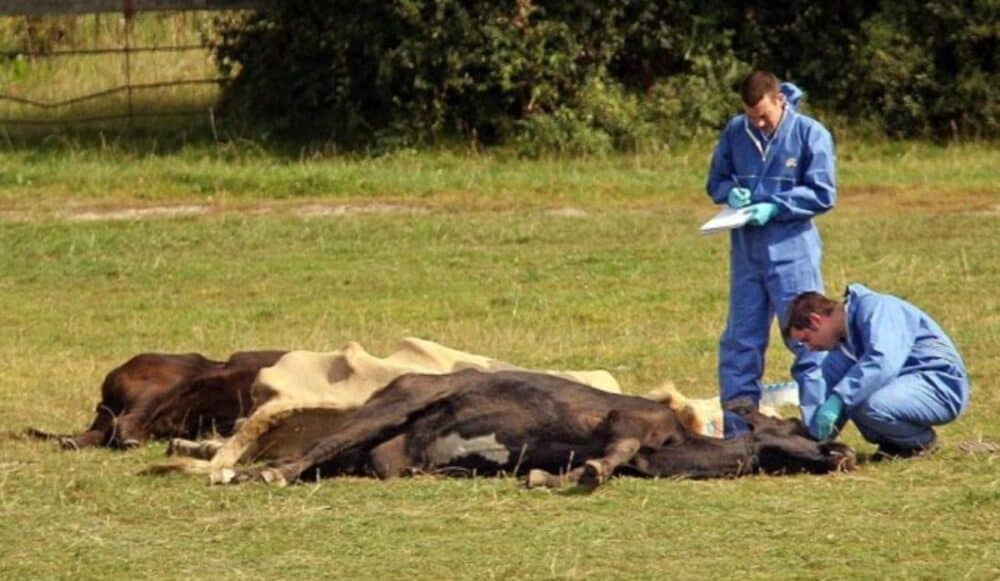 Posibil focar de antrax în Iaşi. Trei bărbaţi internaţi la Infecţioase