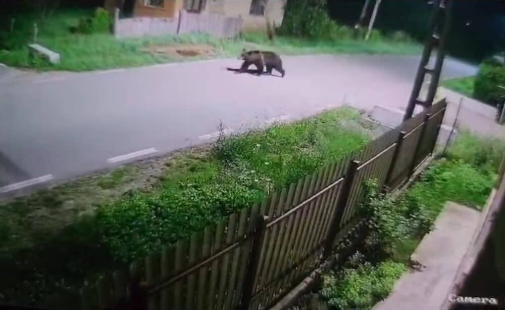 VIDEO Un urs a intrat în mai multe gospodării dintr-o comună din Cluj. Autoritățile sunt în alertă