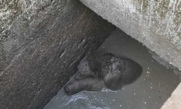 VIDEO O ursoaică și-a salvat puiul după ce a căzut într-o fosă septică, în Sinaia, ținându-l pe capul ei