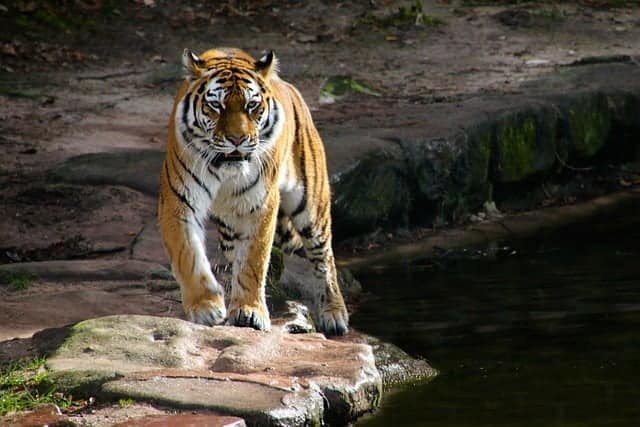 Un bărbat a fost muşcat de un tigru la Grădina Zoologică din Bârlad. Victima a ajuns la spital cu rani la picioare