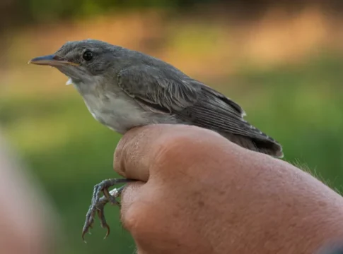 O nouă specie de pasăre descoperită de cercetătorii din Iaşi, ea cuibărește în Peninsula Balcanică și Turcia