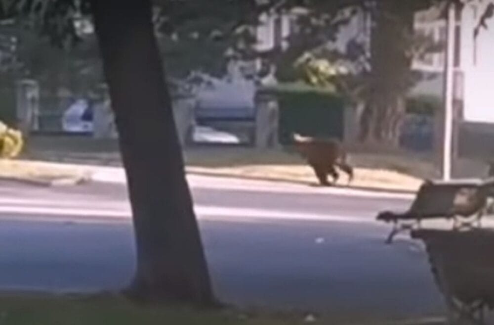 VIDEO Urs filmat în centrul orașului Câmpulung. A fost emis mesaj RO-ALERT