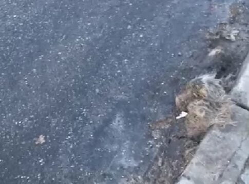 VIDEO Drumarii au turnat asfalt peste un câine mort pe un drum din județul Sibiu, în comuna Porumbacu de Jos