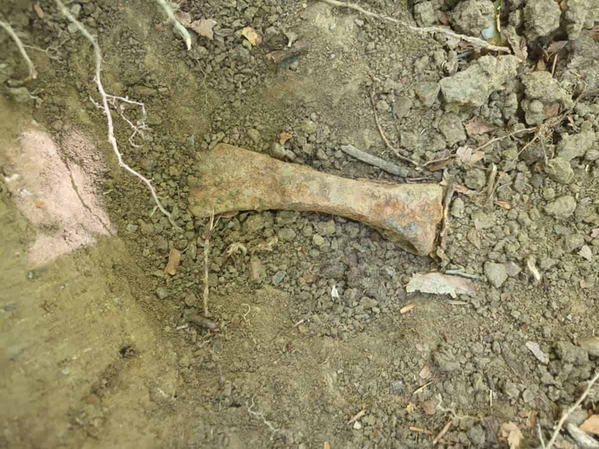 Obiecte celtice vechi de 3.000 de ani, descoperite într-o pădure din Bihor