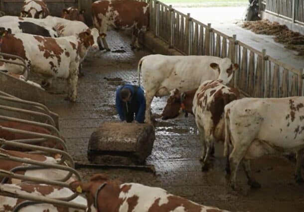 Aktual 24: Sute de fermieri olandezi își închid voluntar fermele de animale