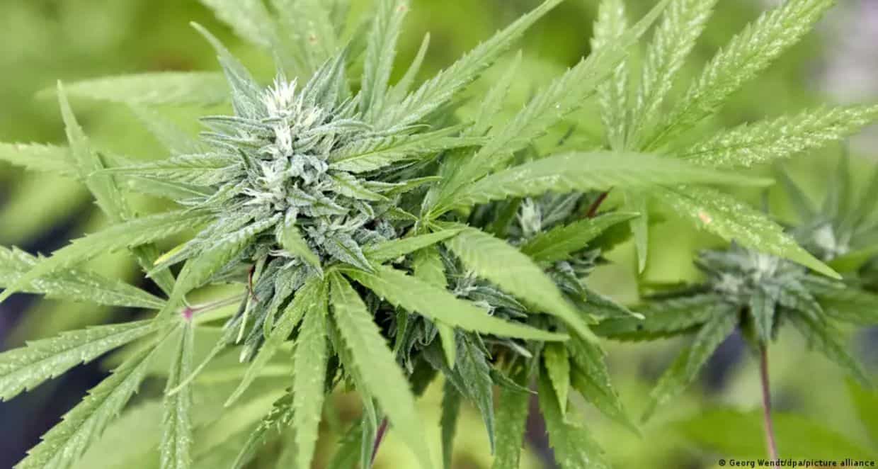 Germania legalizează canabisul