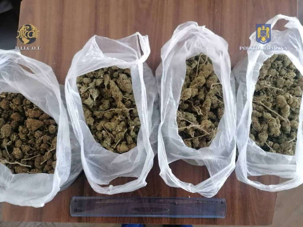 Cannabisul a fost cel mai căutat drog, anul trecut, în Dolj, spun procurorii și polițiștii de la BCCO Craiova