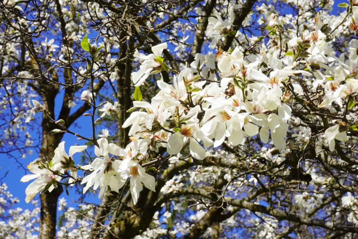 Spectacolul naturii în Grădina Botanică din Cluj. Plimbare printre magnoliile albe și narcisele și lalelele în floare (FOTO)