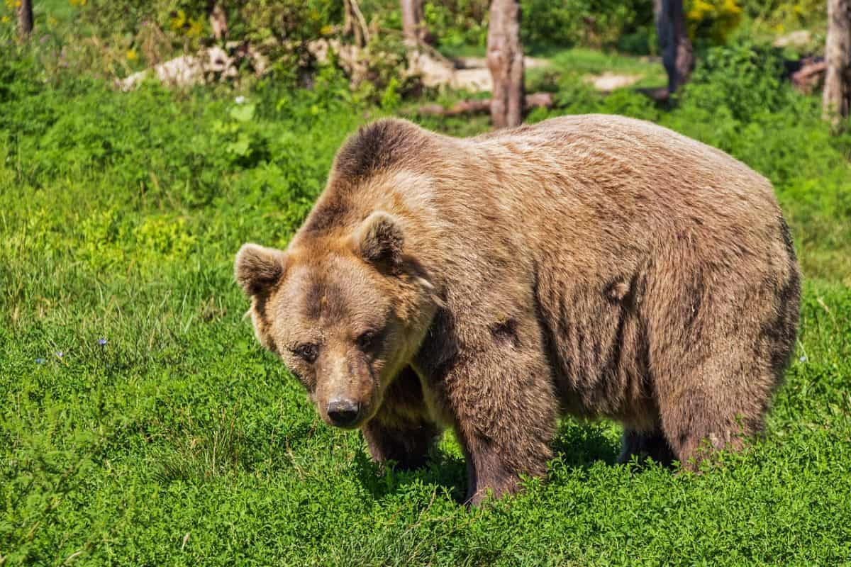 Mai multe animale domestice omorâte de urs în Argeș