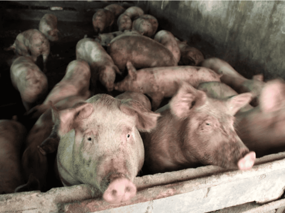 Focar de pestă porcină africană, confirmat la o fermă din Olt. Direcția Sanitară Veterinară și pentru Siguranța Alimentelor a decis sacrificarea a peste 11.000 de porci, ulterior confirmării pestei, în localitatea Negreni, oraș Scornicești.