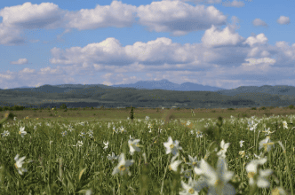Situl Natura 2000: Poiana narciselor de la Mogoșeni. Un tărâm mirific, un loc al linistii și reculegerii, Poiana de la Mogoșeni reamintește de frumusețile de odinioară.