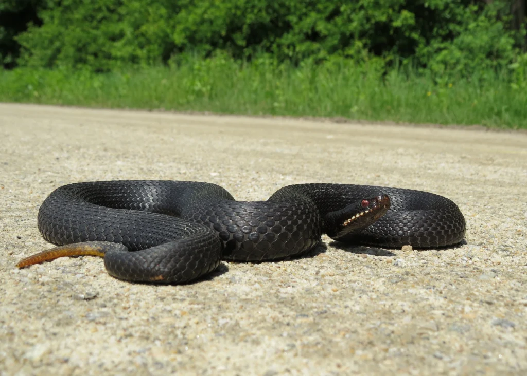 Vipera neagră nikolskii