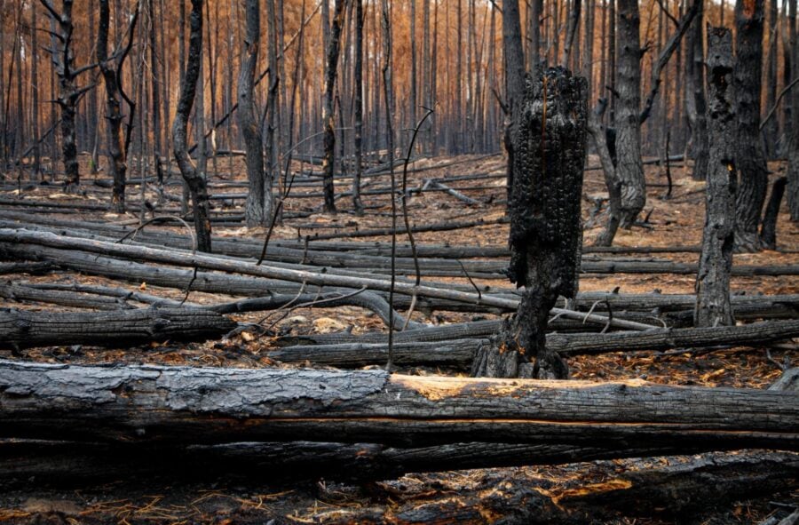 În timpul ocupației, în zona de excludere a avut loc un incendiu extins. Fotografie de la Agenția de Stat a Ucrainei pentru Managementul Zonelor de Excluziune