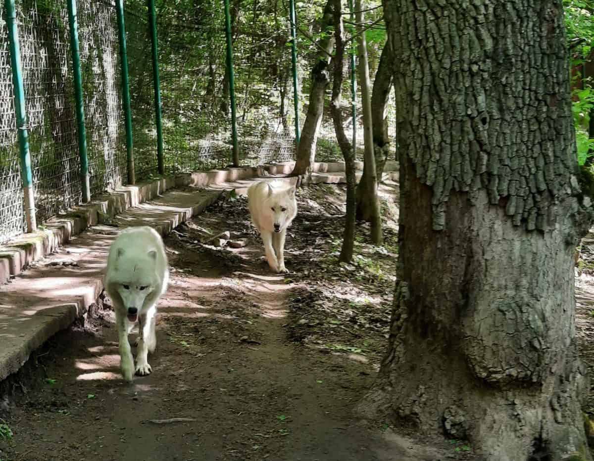 grădina Zoologică din Sibiu