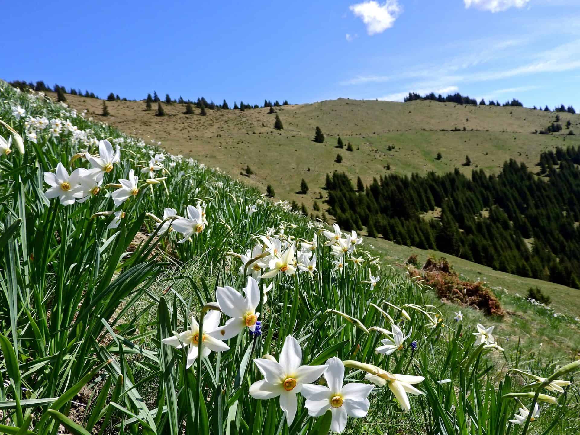 Au înflorit narcisele, gențienele, zambilele și violetele în Munții Rodnei  