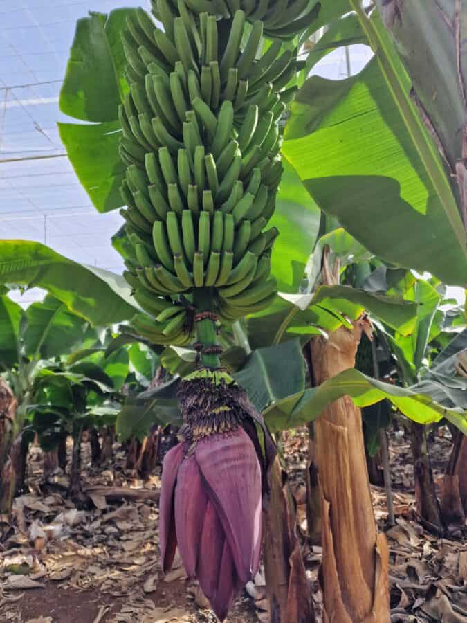 Plantația de banane. Tenerife pentru bugete mici