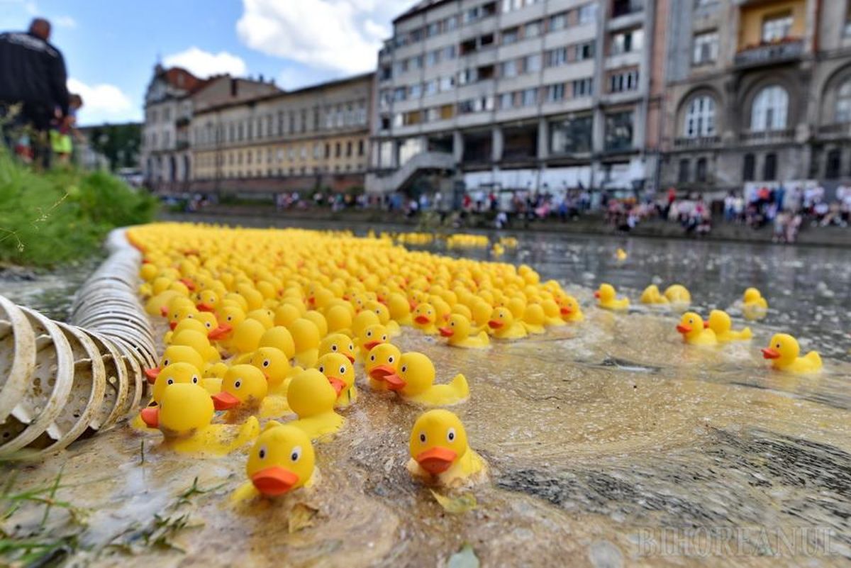 Eveniment caritabil în Oradea. 4.000 de rățuște s-au „întrecut” pe Crișul Repede | Bihoreanul