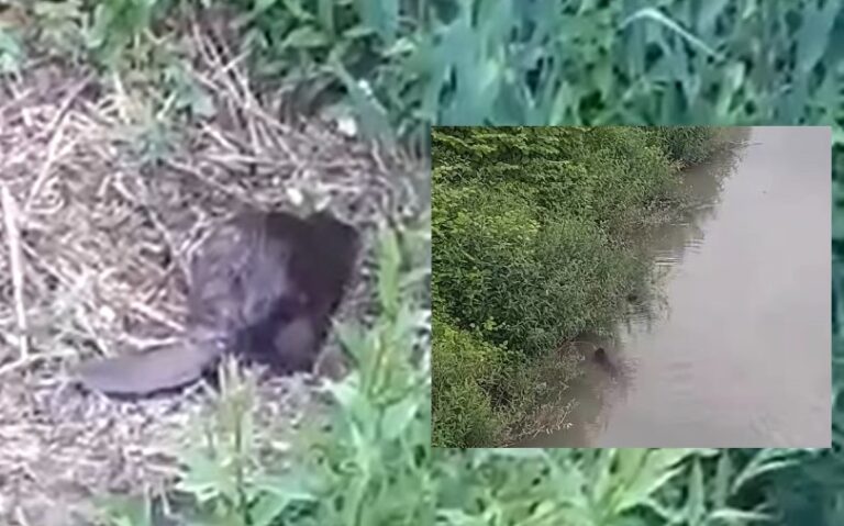 Castorul, „inginerul ecosistemelor” consolidează malul râului Bistrița. Începând cu secolul XIX, din cauza vânării sale excesive pentru blană și castoreum, „inginerul ecosistemelor” a dispărut treptat din peisajul natural din România.