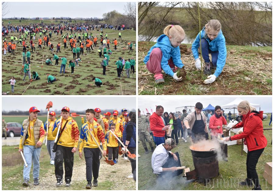 Au plantat o pădure de 9 hectare, cea mai mare acțiune voluntară de împădurire din țară