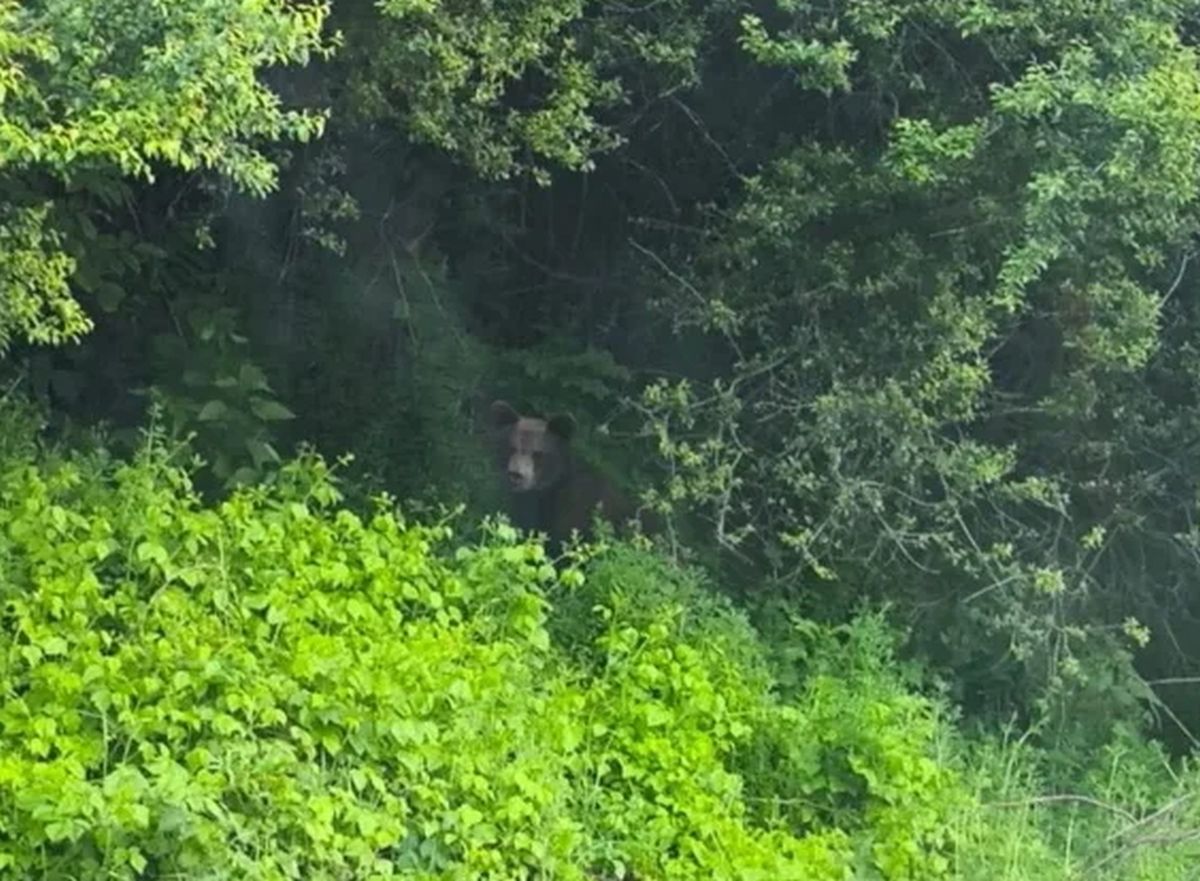 GAZETA DE STÂLPENI | Alertă de urs în comuna Stâlpeni. Reacția autorităților