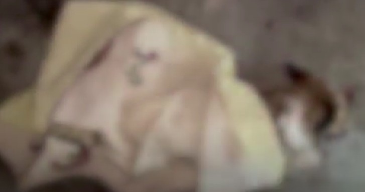 DE BRĂILA | Un pensionar din Brăila a fost condamnat la 8 luni de închisoare, după ce și-a aruncat câinele de la etajul 4 pentru că i-a ros hainele