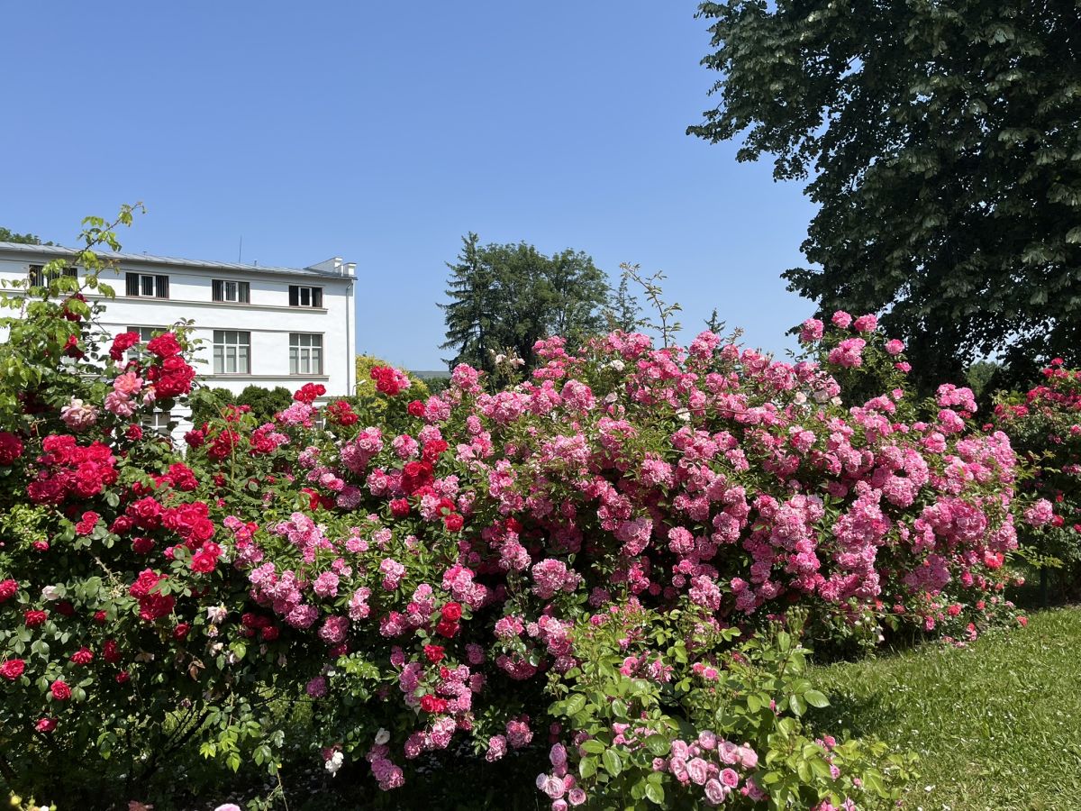 Grădina Botanică din Cluj-Napoca, unul dintre cele mai vizitate obiective turistice din Transilvania, a marcat centenarul de la înfiinţare