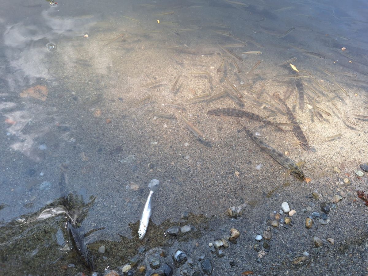 Inundarea Salinei Praid. Fechet: Sperăm să nu fim nevoiţi să discutăm şi de un dezastru ecologic pe lângă tot ceea ce s-a întâmplat