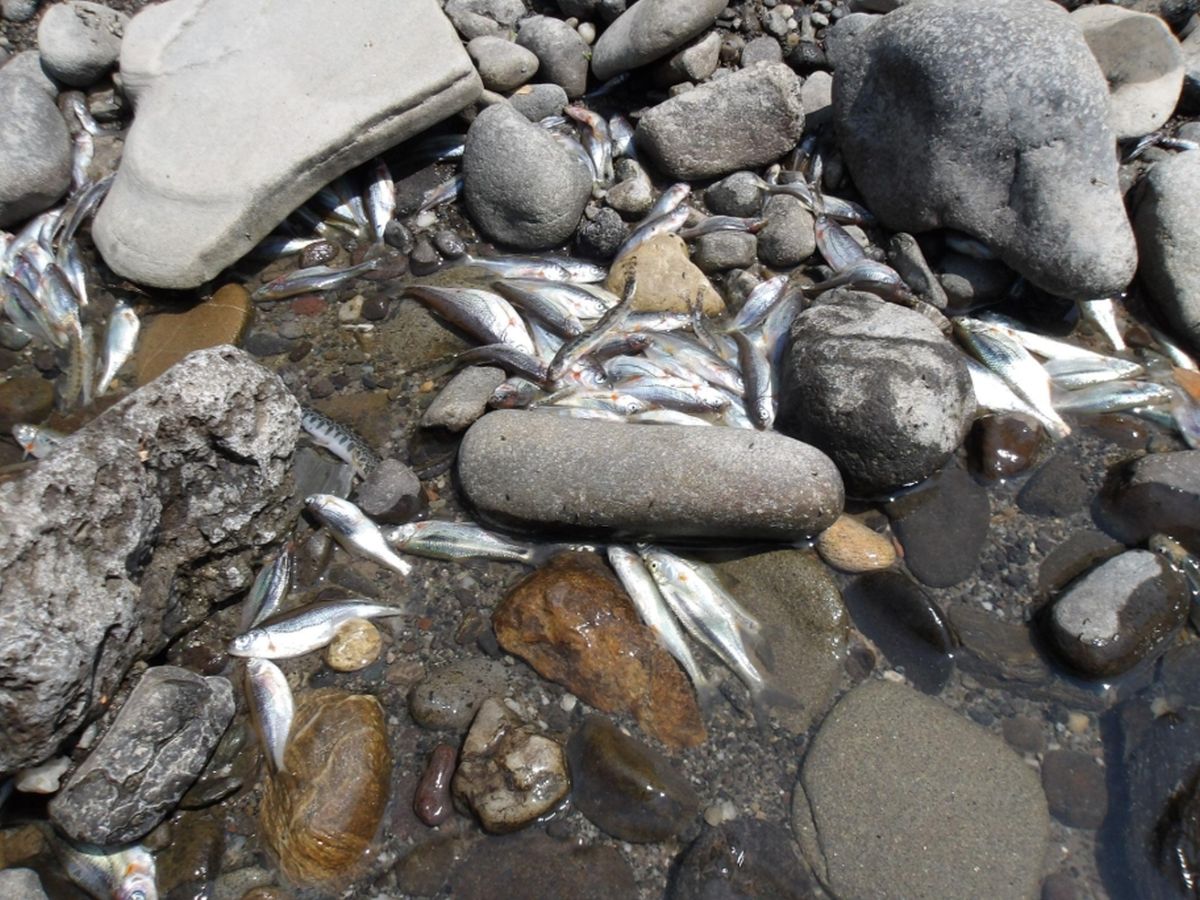Dezastrul ecologic de la Praid. Experți: Este foarte probabil ca majoritatea faunei piscicole să fi dispărut din Târnava Mică