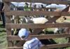 „Satul în oraş”, la Miercurea-Ciuc. Mii de oameni redescoperă bucuria lucrurilor simple (reportaj Agerpres)