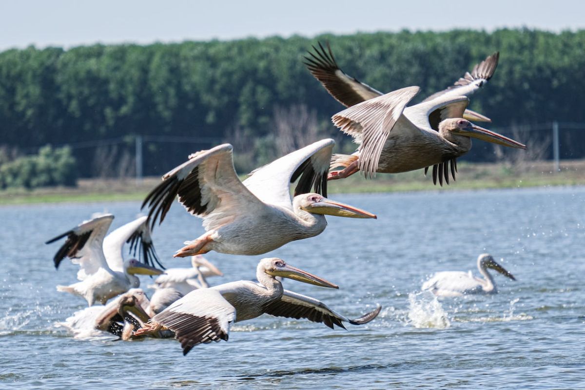 Războiul declanşat de Rusia în Ucraina a scăzut numărul turiştilor din Delta Dunării