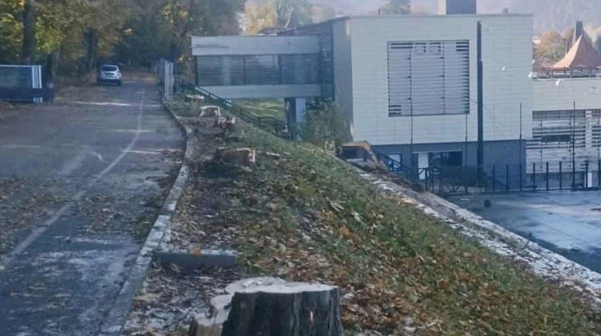 Aktual24 | Furie la Brașov, după ce primăria a tăiat castanii de pe aleea de sub Tâmpa