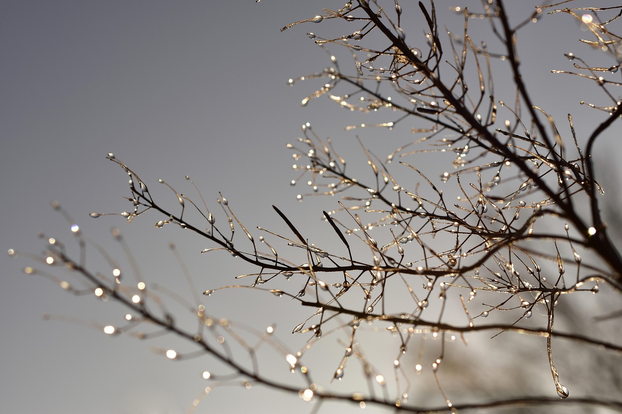 Minus 9,2 grade Celsius la Miercurea-Ciuc. Cea mai rece dimineaţă de 20 octombrie din istoria măsurătorilor