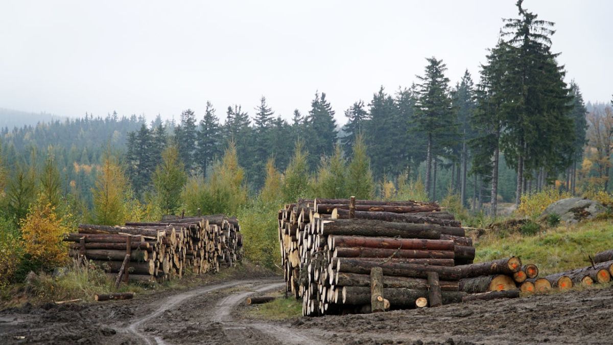 Parlamentul European relaxează temporar Regulamentul privind defrișările: companiile primesc un an în plus pentru conformare