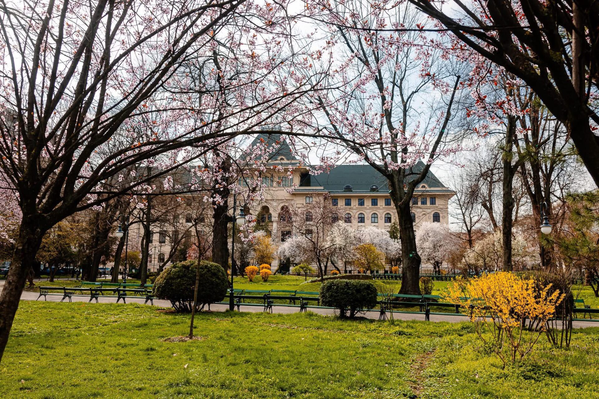 Sondaj NewsVibe: Ciprian Ciucu și Cătălin Drulă, cei mai vizibili candidați în online