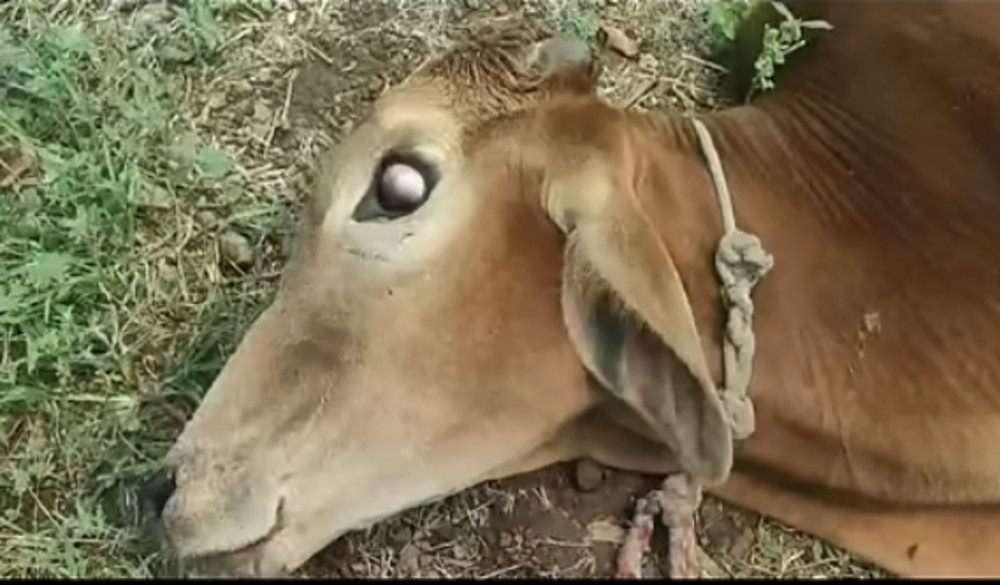 Nivel excesiv al cazurilor de rabie în județul Iași. Un om a decedat