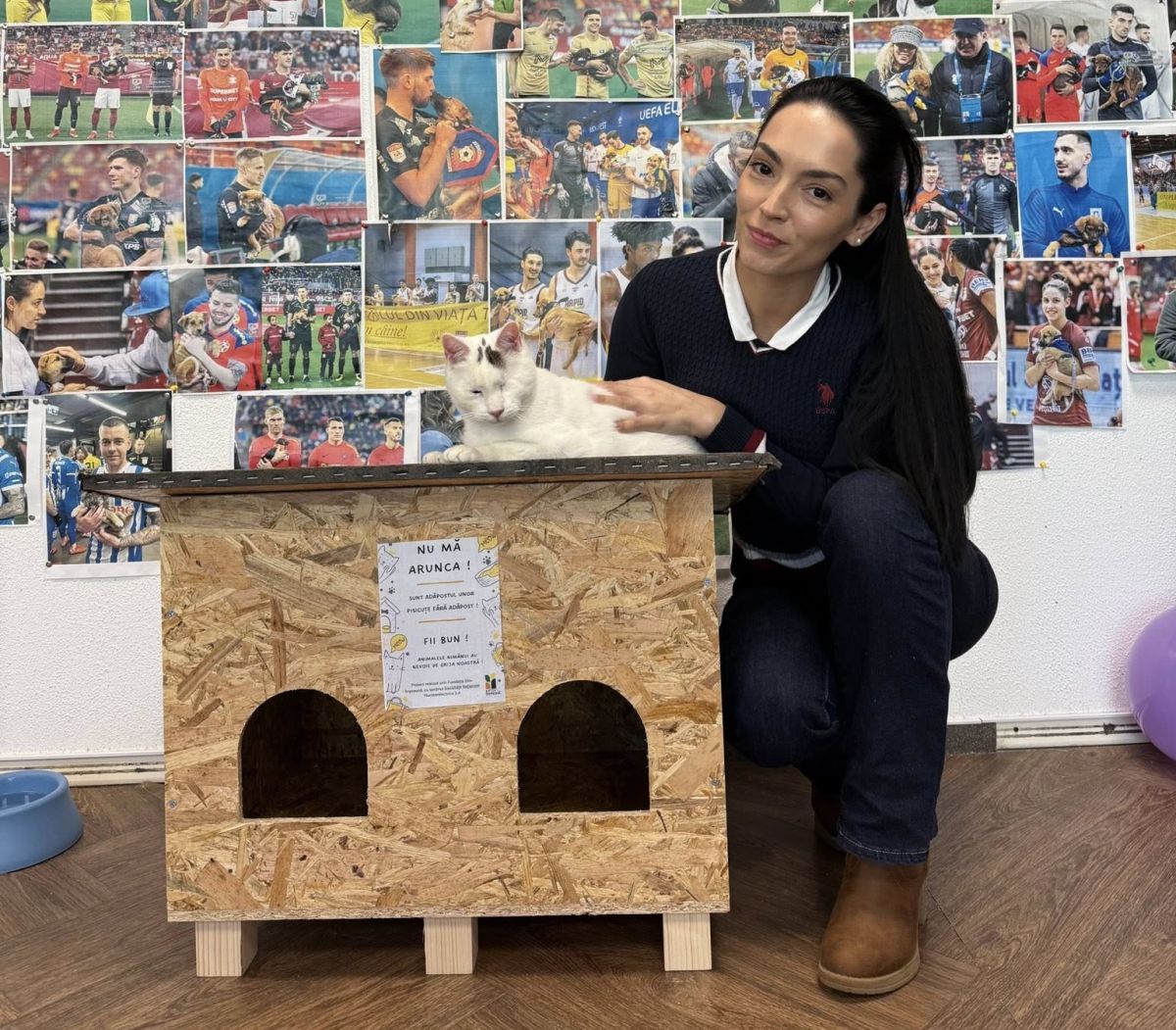 Căsuțe gratuite pentru pisicile fără stăpân în București și Ilfov. Cei care vor să ajute blănoasele pot face cerere pentru adăposturi