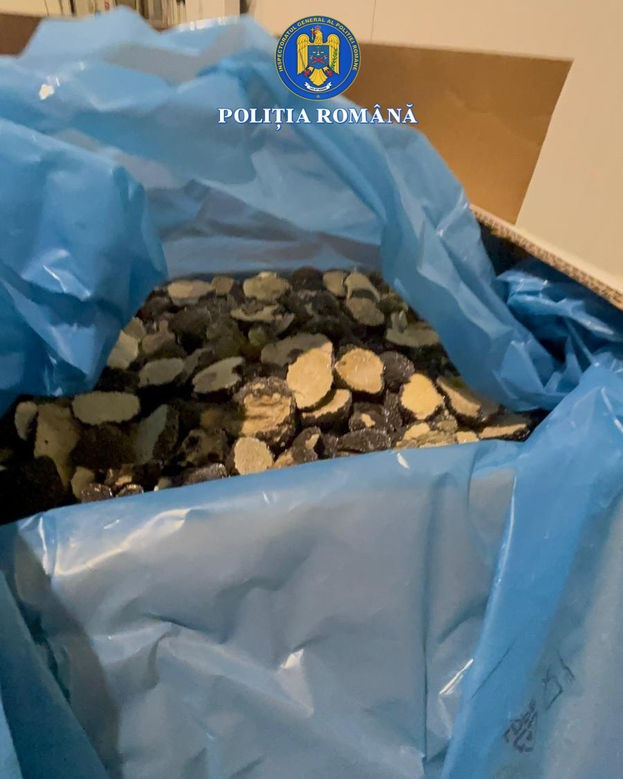 Percheziţii la firme din Bihor care colectau trufe și fructe de pădure — anchetă pentru evaziune fiscală și delapidare