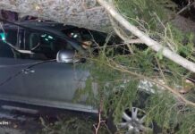 Mai mulţi copaci au căzut la Sinaia din cauza vântului puternic