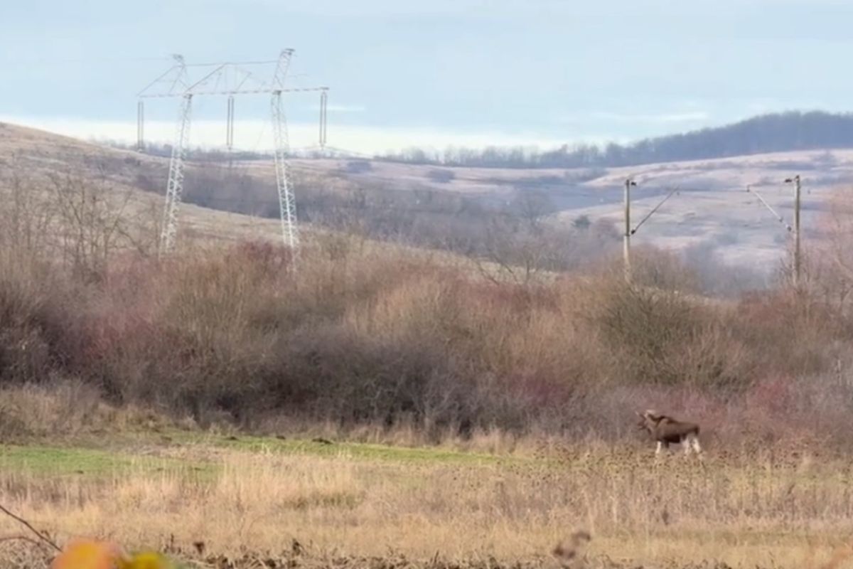 Un elan a fost observat în sălbăticie în județul Hunedoara. Specialiștii încearcă să afle de unde a venit | VIDEO