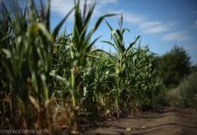 Paradoxul secetei extreme din Europa: schimbările climatice, în care Trump nu crede, și Rusia ajută fermierii americani
